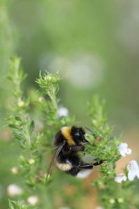 Close-up of bee pollinating on flower