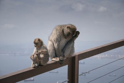 Low angle view of monkey sitting on railing against sky