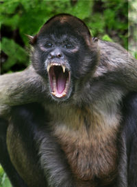 Close-up portrait of a monkey