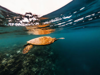 Turtle swimming in sea