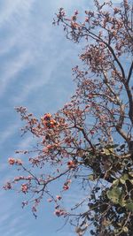 Low angle view of trees against sky