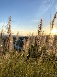 Plants growing on land against sky during sunset