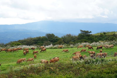 Flock of cow grazing in field