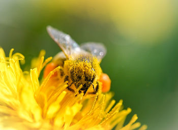 Close-up of insect on yellow flower