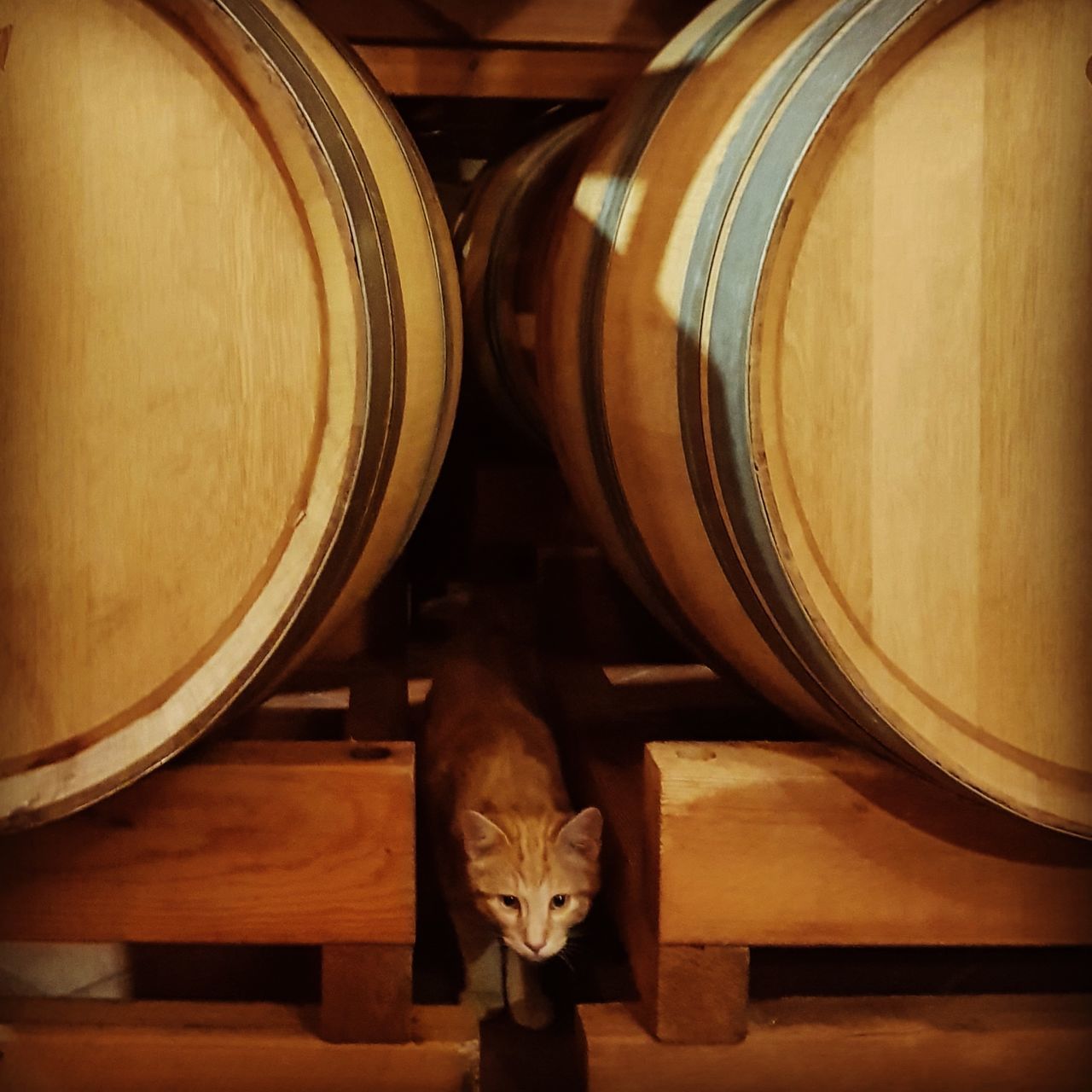 cat, domestic animals, mammal, pets, domestic, indoors, portrait, animal themes, wood - material, no people, feline, domestic cat, animal, one animal, barrel, looking at camera, vertebrate, cellar, container, close-up