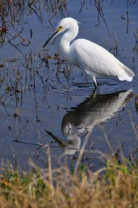 Bird in water