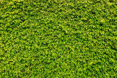 Full frame shot of plants on field