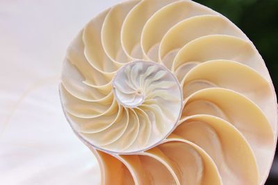 Close-up of white rose