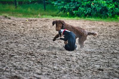 Dog running on field