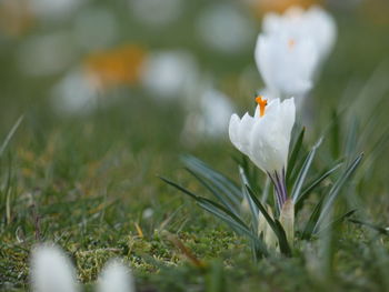 Close-up of white crocus flowers on field