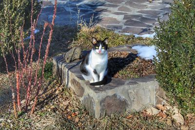 Cat looking away