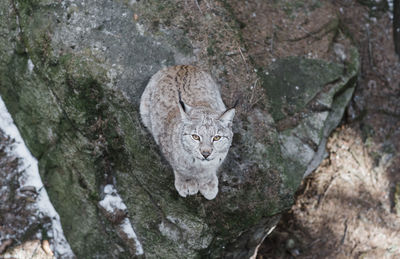 Lynx sitting on a rock looking up at the camera