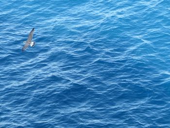 High angle view of seagulls flying over sea