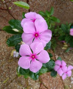 Close-up of wet pink flowers blooming outdoors