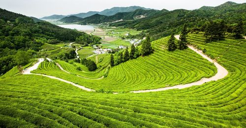 High angle view of agricultural field