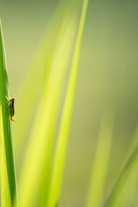 Close-up of insect on plant