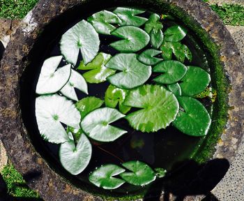 High angle view of leaf floating on water