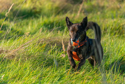 Dog running in field