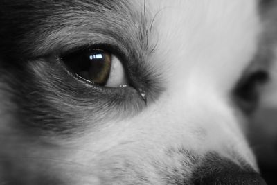 Close-up portrait of dog