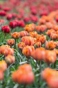 Beautiful award-winning red princess and orange princess tulips in the garden. selective focus