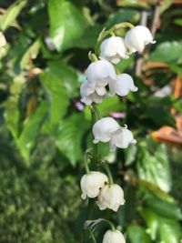 Close-up of white flowering plant