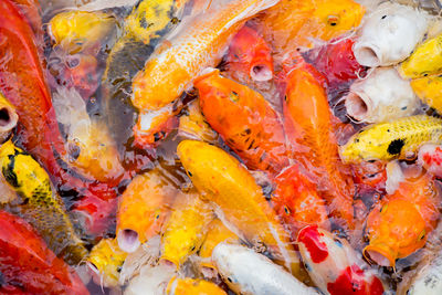 High angle view of koi carps swimming in water