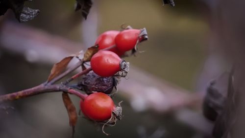 Close-up of red berries growing on tree