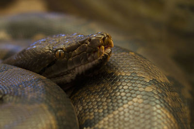Close-up of lizard