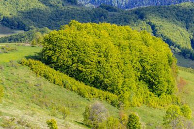 High angle view of pine trees in forest