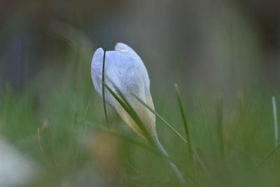 Close-up of white flower on field
