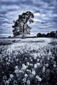 Trees on field against sky