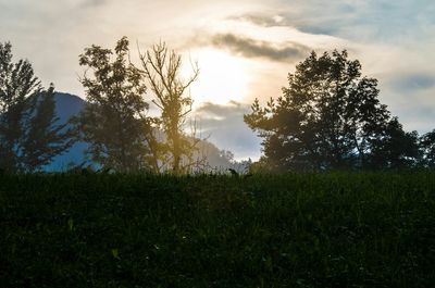 Trees on field against sky