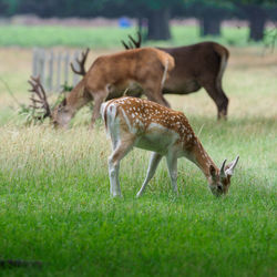 Grazing deer in bushy park, london