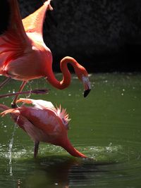 Flamingoes in lake