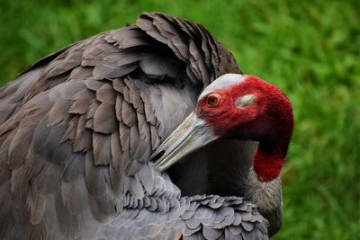 Close-up of a bird