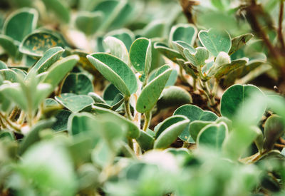 Close-up of fresh green plants