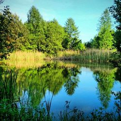 Reflection of trees in lake