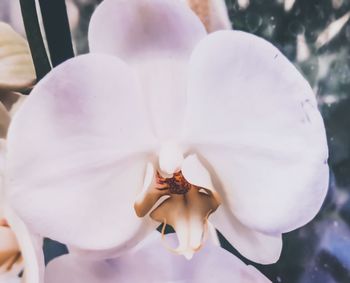 Close-up of white rose flower