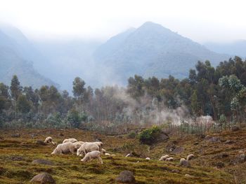 Sheep on landscape against mountain range