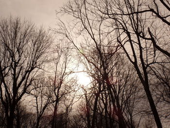 Low angle view of bare trees against sky