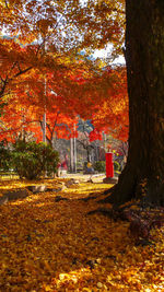 Trees in forest during autumn