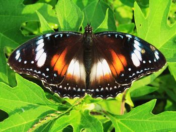 Close-up of butterfly on leaf