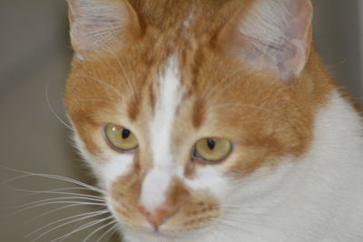 Close-up of cat