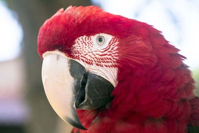 Close-up of parrot