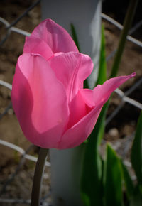 Close-up of pink rose flower