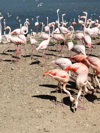 Flock of birds on beach