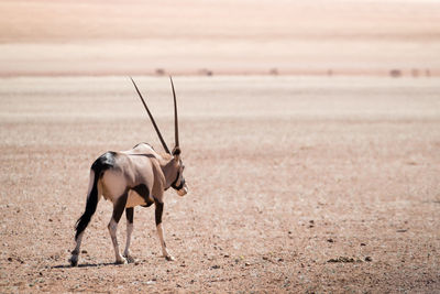 Side view of horse on field