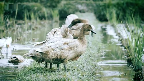 Duck in a lake