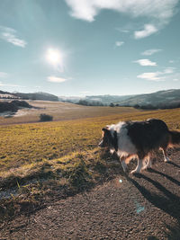 View of a horse on field