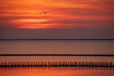 View of birds flying over sea during sunset